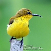 burung madu sriganti