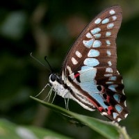 Great jay