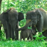 Gajah Sumatera