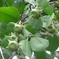 Mangrove Apple