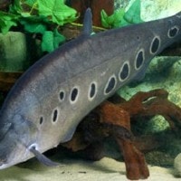 Ikan Belida