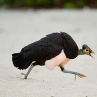 Burung Maleo Si Langka Anti Poligami