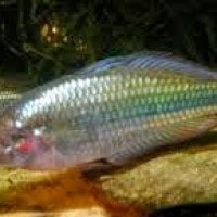 Ikan Bulalao Sulawesi