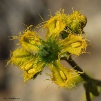 Inggu | Ruta angustifolia (L.) Pers.