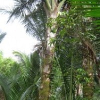 Rumbia(meuria)