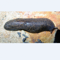 sarasinula plebeia (photo schilthuizen)