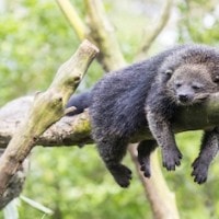 Binturung, Binturong,