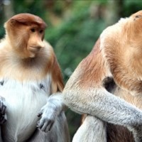 Bekantan, Primata Hidung Panjang dari Kalimantan