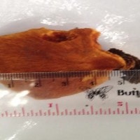 Ganoderma lucidum