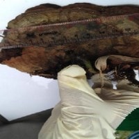 Fomitopsis pinicola