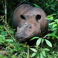 Badak Sumatra