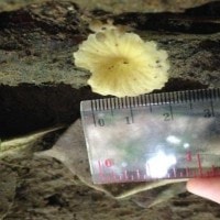 Inocybe sororia