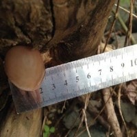 Auricularia auricularia