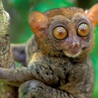 Singapuar Sang Primata Mini