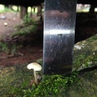 Collybia dryophilia