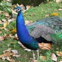 Merak biru