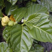 Mengkudu