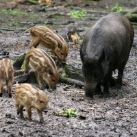 Babi celeng atau Babi Hutan