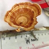 Ganoderma applanatum