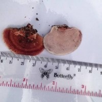 Lenzites betulina