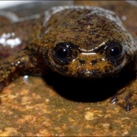 Katak Kepala Pipih – Kalimantan