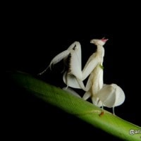 mantis anggrek