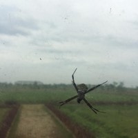 laba laba itera