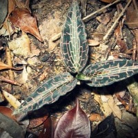 Anggrek Permata/ Anggrek Jewel