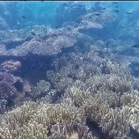 Coral