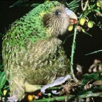 burung beo hantu