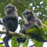 Simakobu atau monyet ekor babi