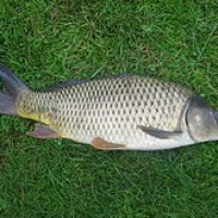 Ikan mas (Cyprinus carpio) atau Ikan karper
