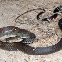 Ular Cambuk Hitam