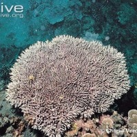 Acropora caroliniana