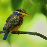 Cekakak Hutan Melayu