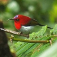 Burung-madu Jawa