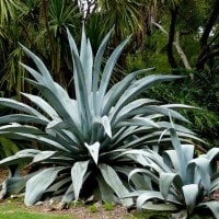 Tanaman Agave