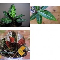 Ratu Daun
