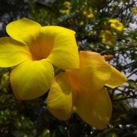 Si ‘cantik’ Alamanda