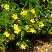 Alamanda
