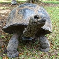 kura kura raksasa aldabra
