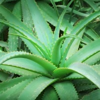 Atasi Sembelit Paca Lebaran dengan Lidah buaya (Aloe vera)
