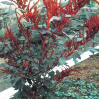 Bayam Merah
