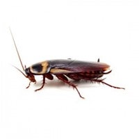 kecoa amerika (Periplaneta americana