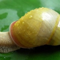 amphidromus adamsi (photo schilthuizen)