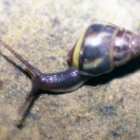 amphidromus pictus (photo schilthuizen)