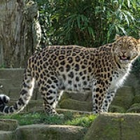 Macan tutul amur