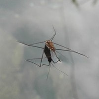 Angang-Angang – Gerris remigis
