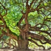 Angel Oak
