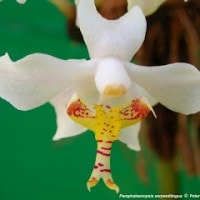 Anggrek bulan kalimantan barat